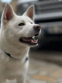 Close-up of a dog looking away