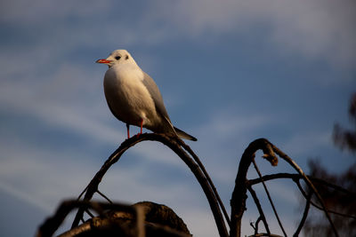 Low angle view of seagull perching on metal against sky