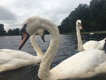 Close-up of swans swimming on lake against sky