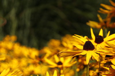 Close-up of yellow flowering plant