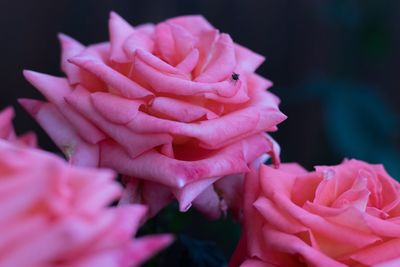 Close-up of pink rose flower