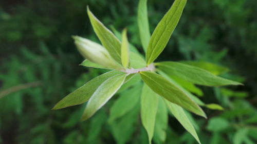 Close up of plant