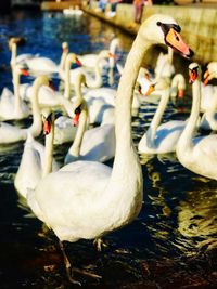 Swan in lake
