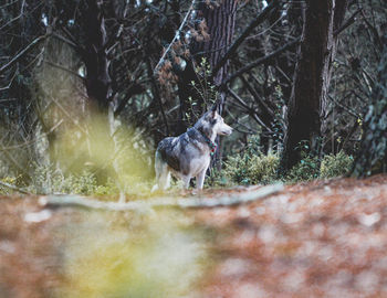 Dog walks in wild nature on a sunny day over green pastures with brown, green and yellow background