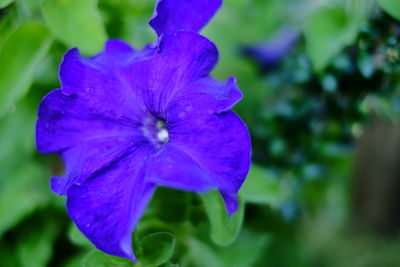 Close-up of purple flower blooming outdoors