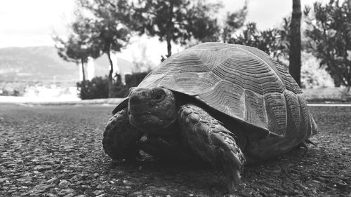 Close-up of tortoise on tree