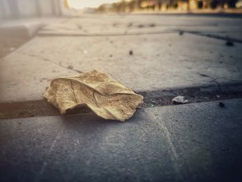 Close-up of dry leaves on footpath