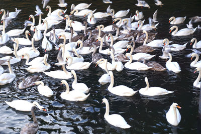 High angle view of swans swimming on lake