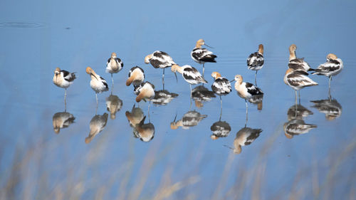 Flock of birds in lake