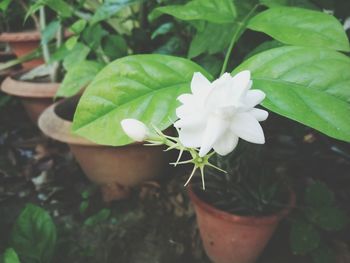 High angle view of white flower blooming outdoors