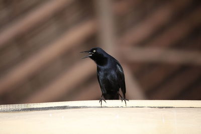 Bird perching on wood