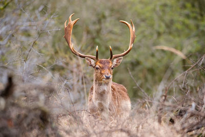 Red deer stag with antlers in spring, forest in the netherlands, wildlife in the woodland 