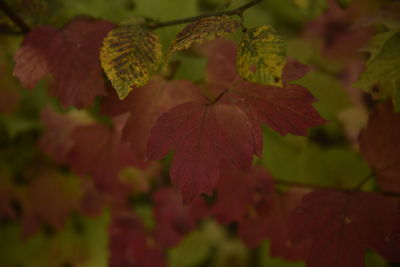 Close-up of autumnal leaves