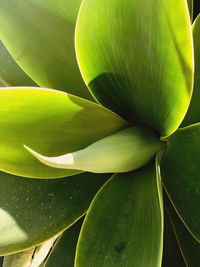 Close-up of green leaves on plant