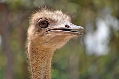 Close-up of a bird looking away