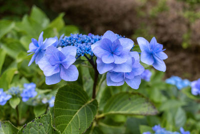 flowering plant