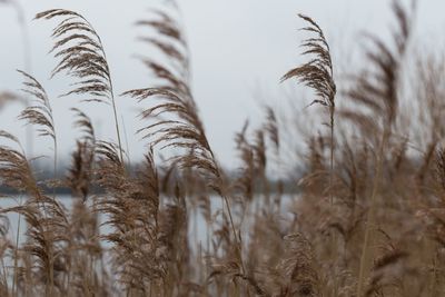 Grass growing against sky