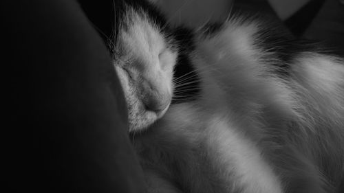 Close-up of cat sleeping