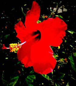 Close-up of red hibiscus flower