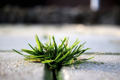 Close-up of plant on retaining wall