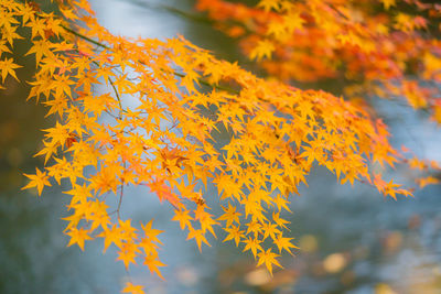 Close-up of maple leaves against blurred background