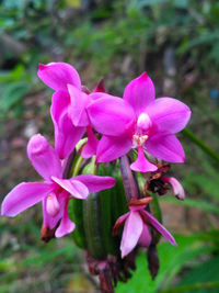 Close-up of pink flowering plant