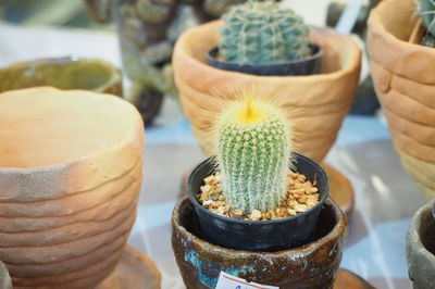 High angle view of succulent plant in market