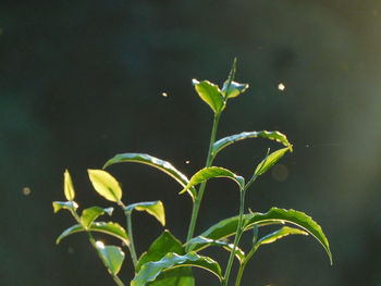 green