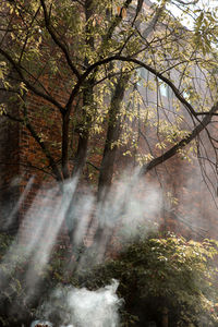 Trees in forest during autumn
