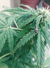 Close-up of insect on plant