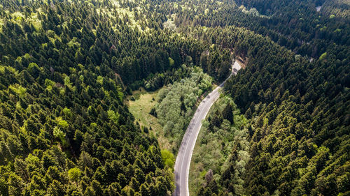 Aerial view of road amidst forest