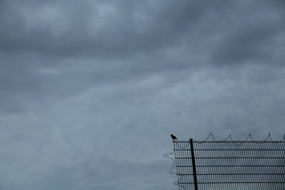 Low angle view of bird perching on power lines against sky