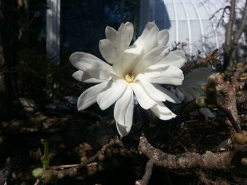 Close-up of flower against blurred background