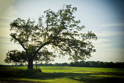 Scenic view of grassy field against sky