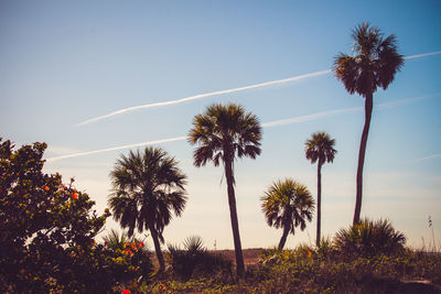 Low angle view of palm trees against clear sky