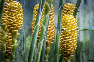 Close-up of yellow leaf on plant