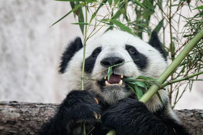 Close-up of cat eating plant in zoo