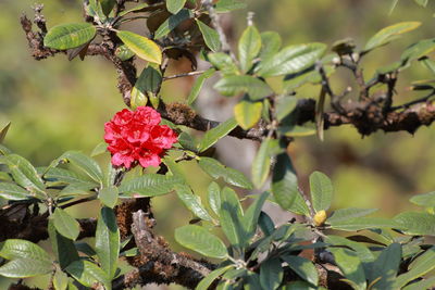 Close-up of pink flowering plant