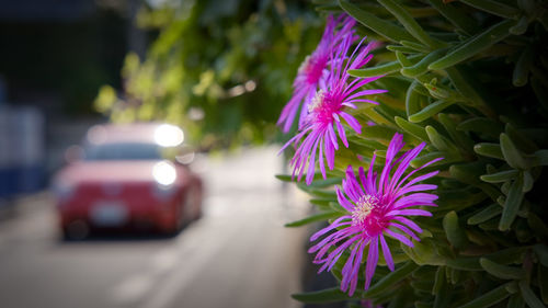 Close-up of purple flowers blooming outdoors