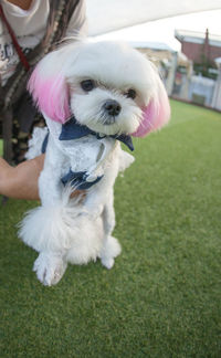Cute white dog on grass