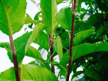 Close-up of leaves