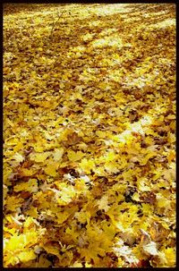 Full frame shot of leaves