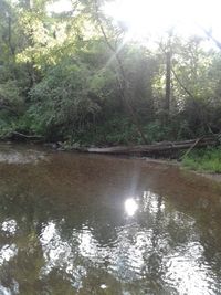 Scenic view of river in forest