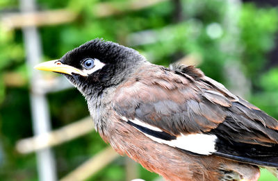 Close-up of bird