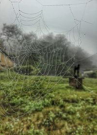 Close-up of wet spider web