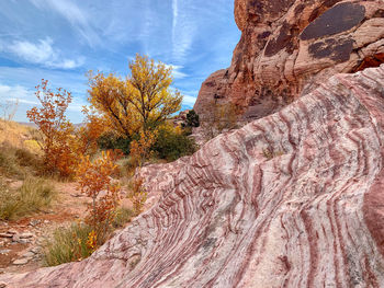 Rock formations and autumn cottonwood trees. red rock canyon, nevada 