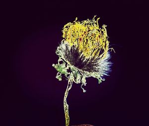 Close-up of flower over black background