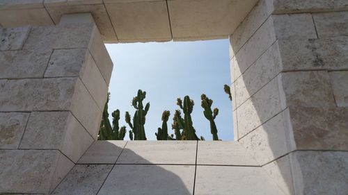 Abstract cactus seen through wall opening against sky