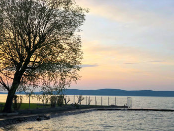 Silhouette tree by sea against sky during sunset