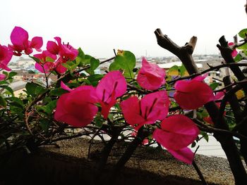 Close-up of pink flowers against clear sky